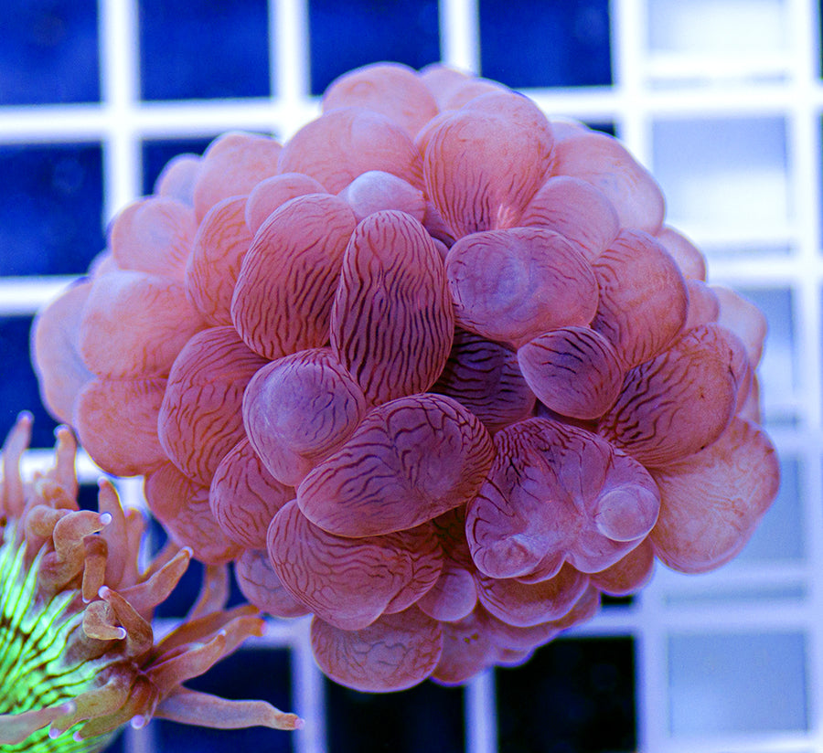 Plerogyra sinuosa