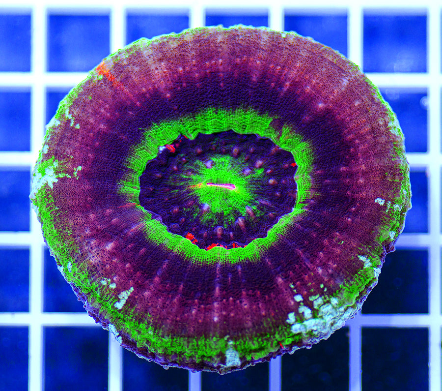 Australian Premium UFO Scolymia