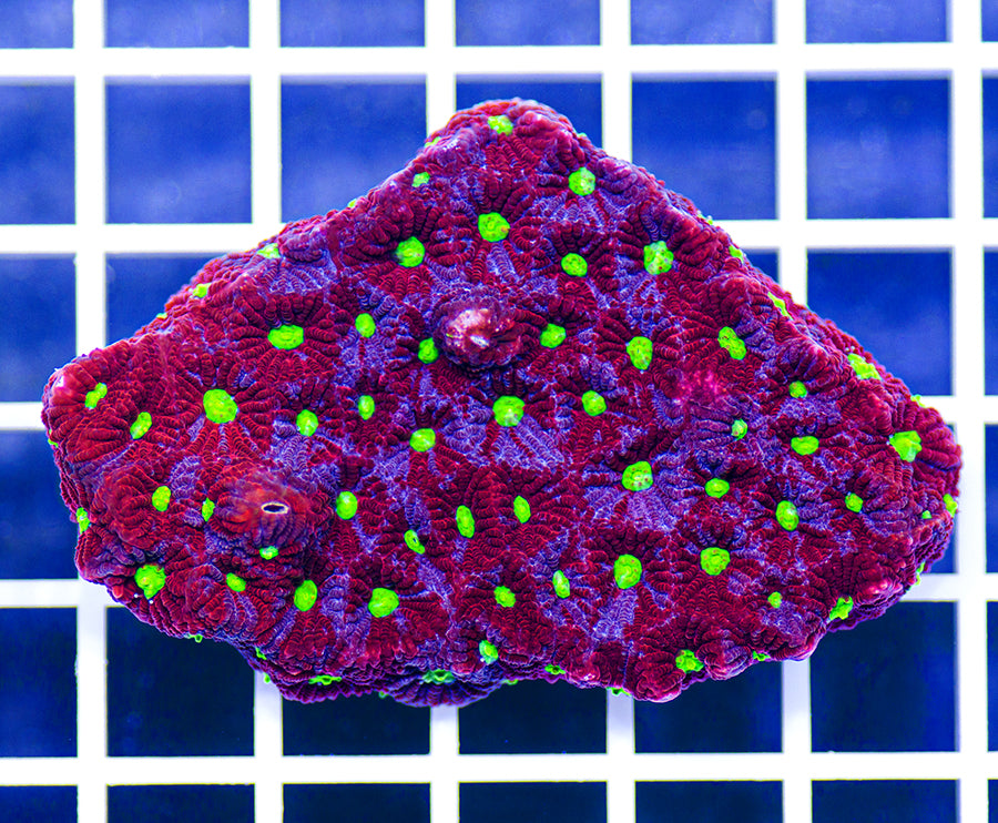 Australian Premium War Coral Favites pentagona (Favia)