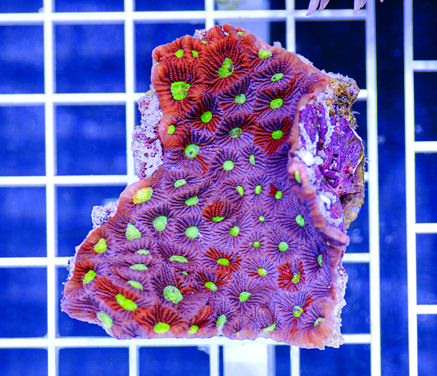Australian Premium War Coral Favites pentagona (Favia)