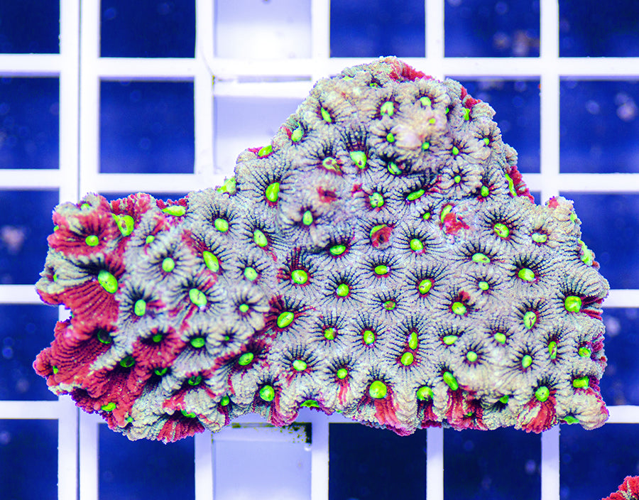 Australian Premium War Coral Favites pentagona (Favia)