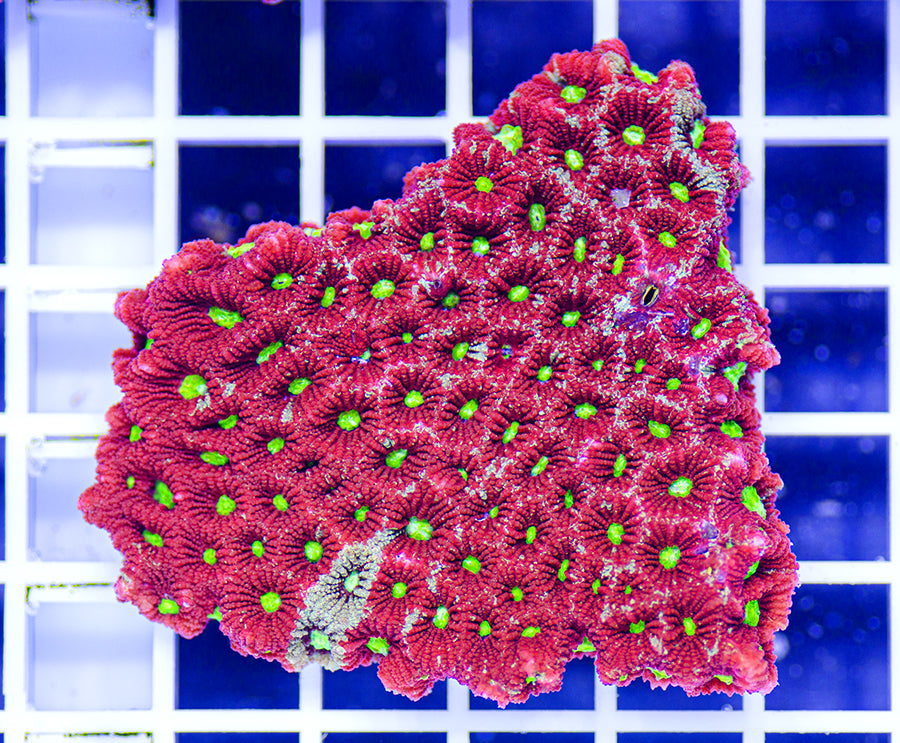 Australian Premium War Coral Favites pentagona (Favia)