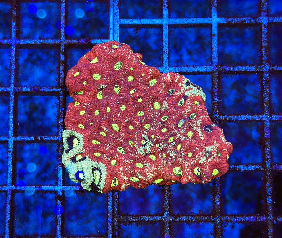 Australian Premium War Coral Favites pentagona (Favia)