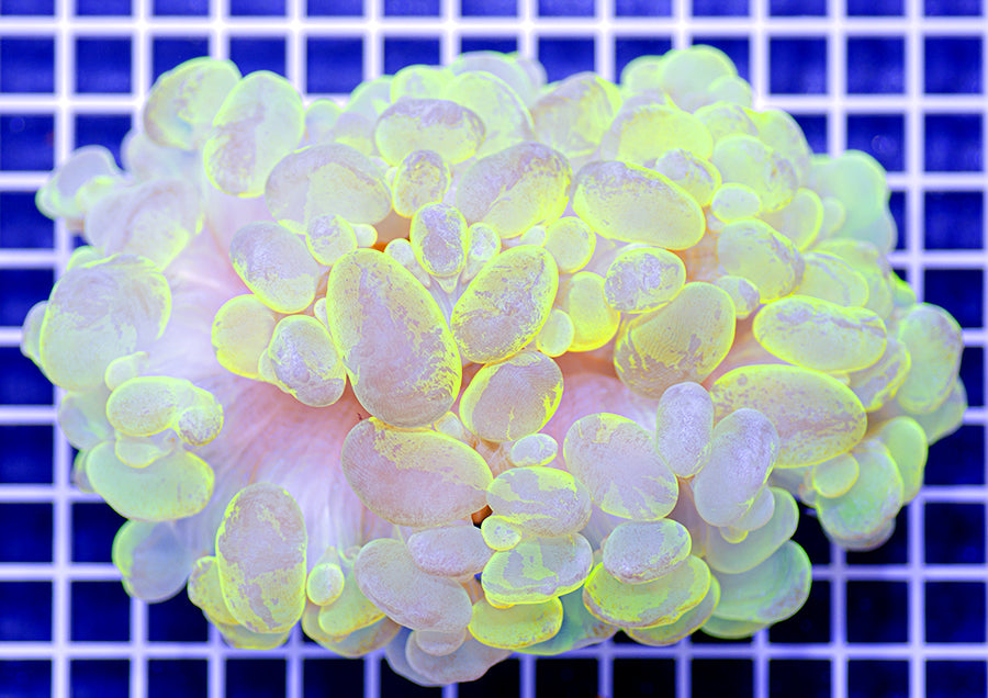 Plerogyra sinuosa