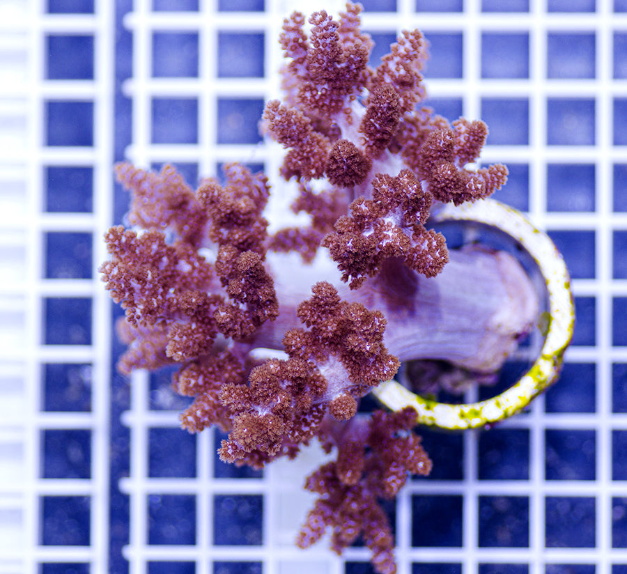 Capnella imbricata