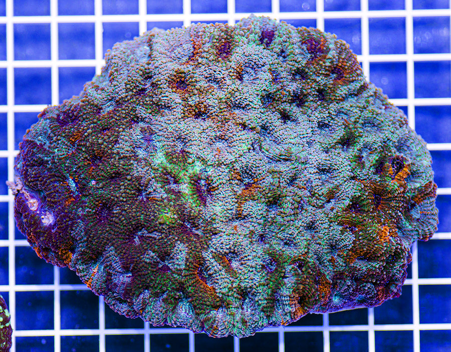 Indonesian Peerless Radio Waves Acanthastrea echinata