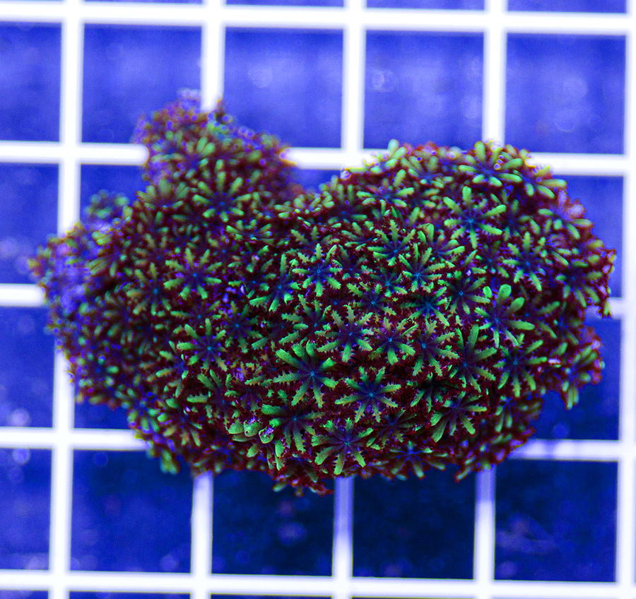Sympodium