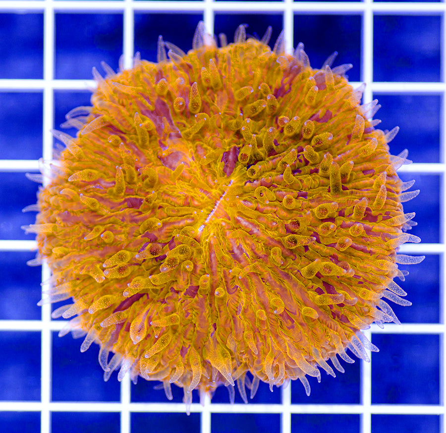 Fungia repanda