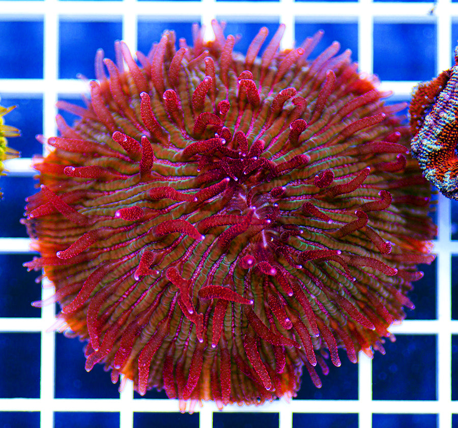 Indonesian Premium Cherry Blossom Diaseris Fungia