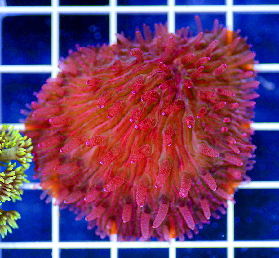 Cycloseris