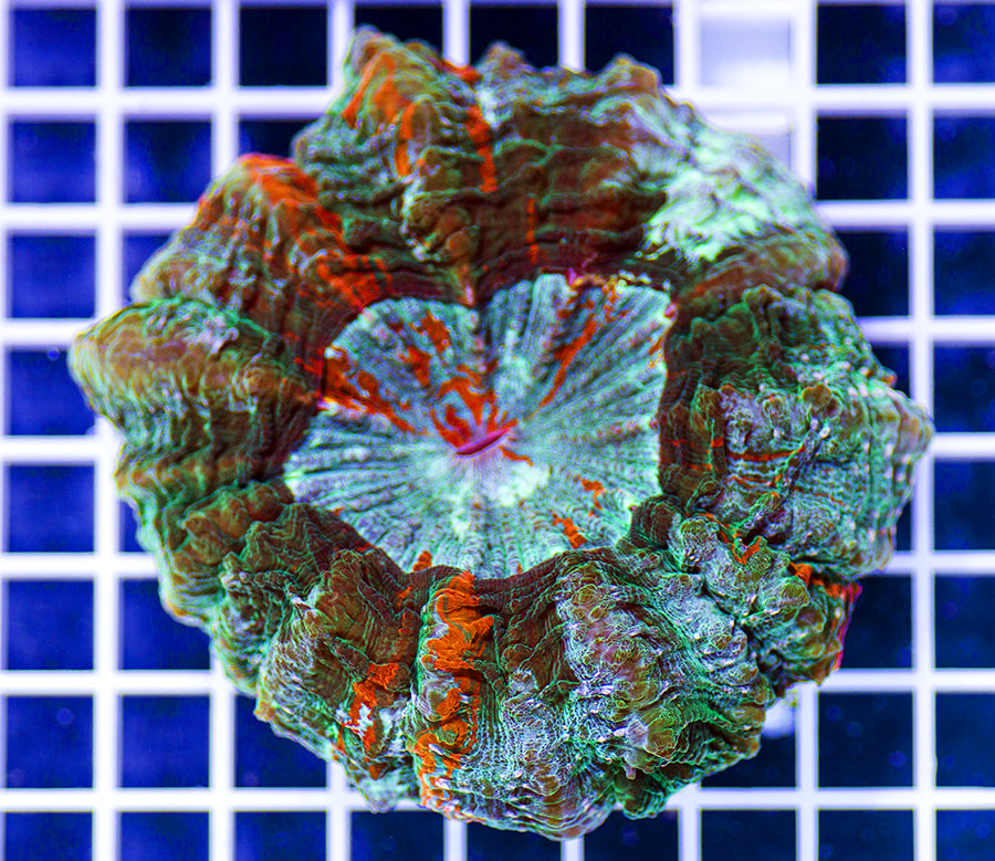 Indonesian Premium Green Nike Acanthophyllia