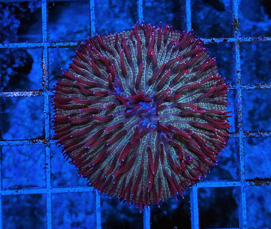 Indonesian Premium Green/Purple Polyp Diaseris Fungia