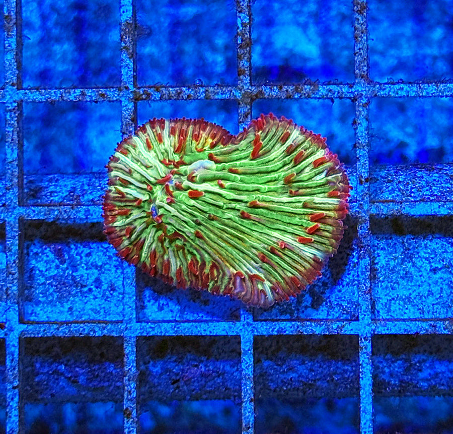 Indonesian Premium Green/Purple Polyp Diaseris Fungia