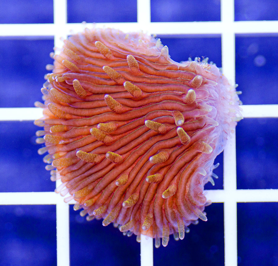 Cycloseris