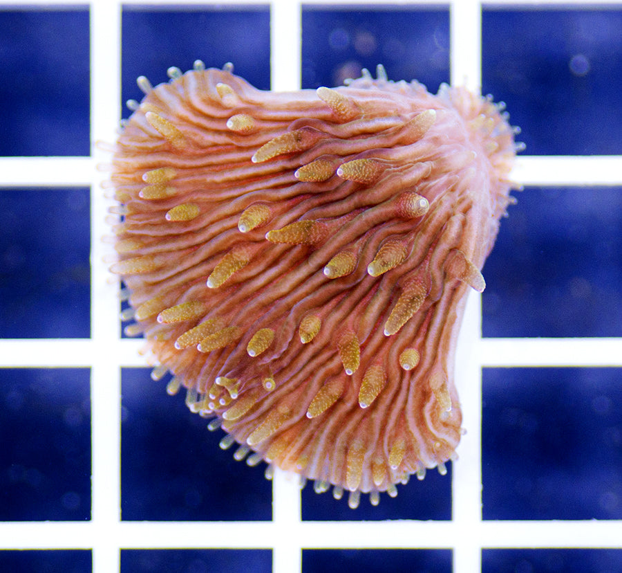 Cycloseris