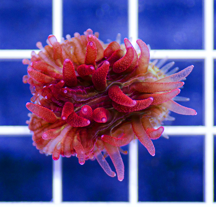 Indonesian Premium Cherry Blossom Diaseris Fungia Frag