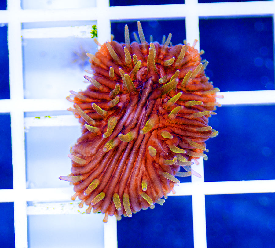 Cycloseris
