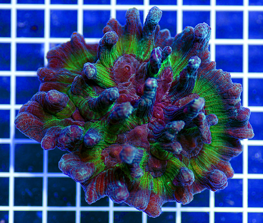 Indonesian Premium Pectinia (Chalice)