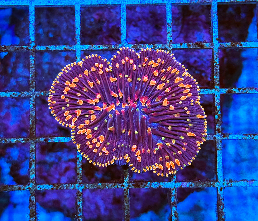 Indonesian Premium Purple/Orange Polyp Diaseris Fungia