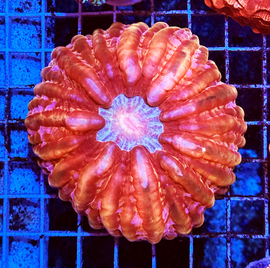 Indonesian Premium Red Embers Cynarina