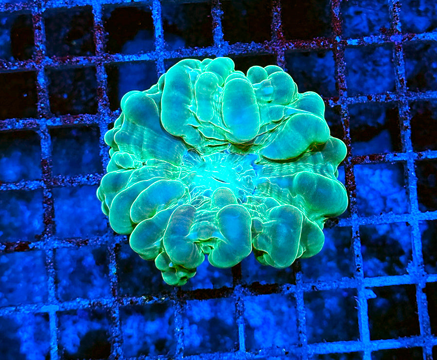 Indonesian Premium Shamrock Cynarina