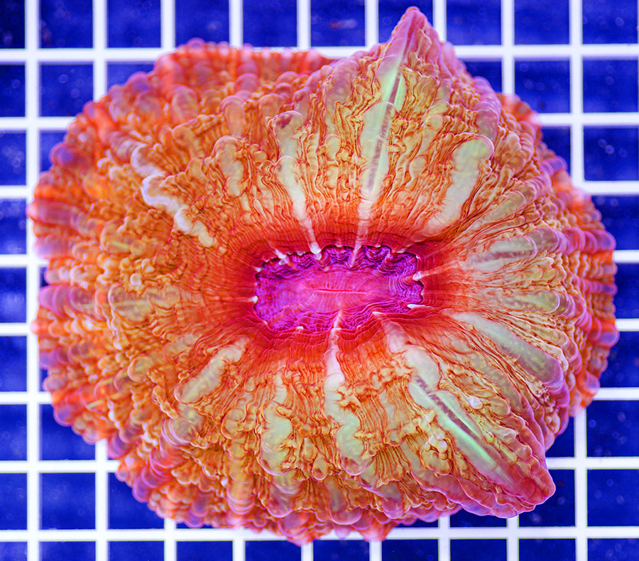 Indonesian Premium Tangerine Cynarina