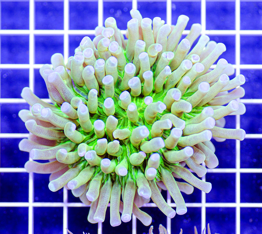 Heliofungia actiniformis