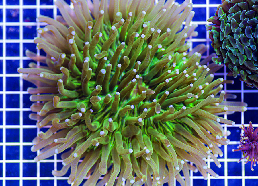 Heliofungia actiniformis