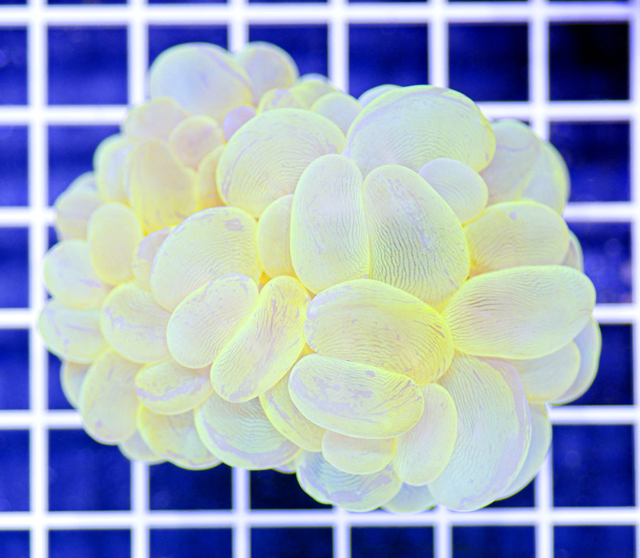 Plerogyra sinuosa