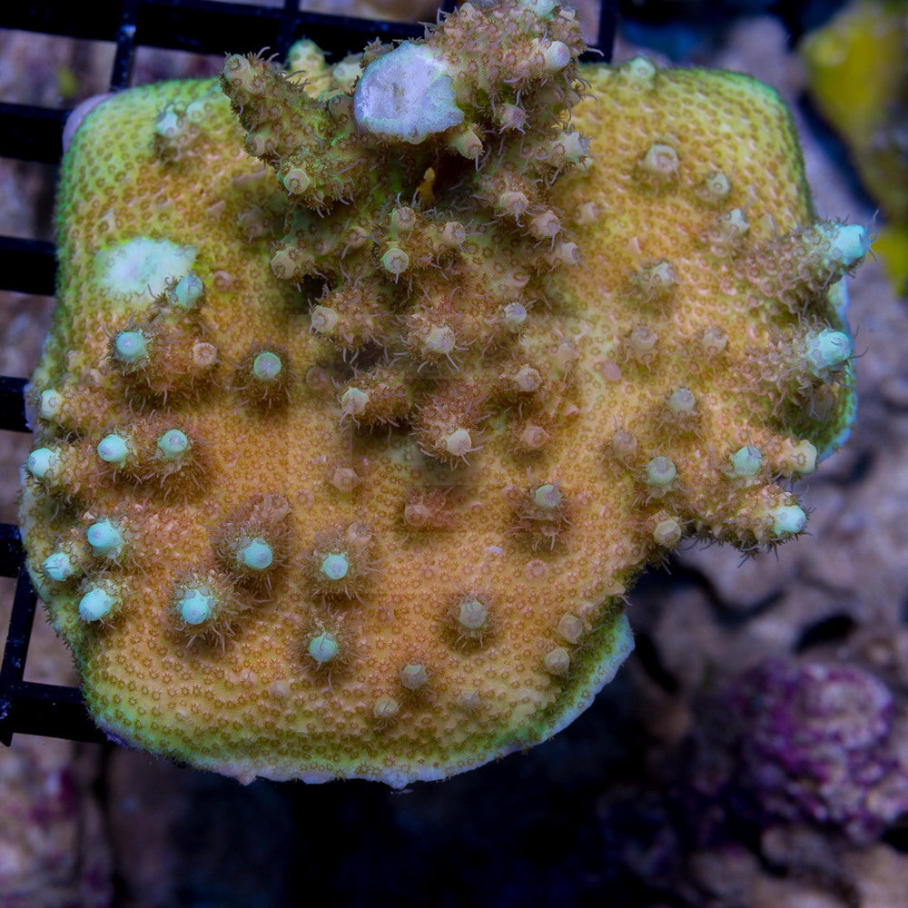 Acropora millepora
