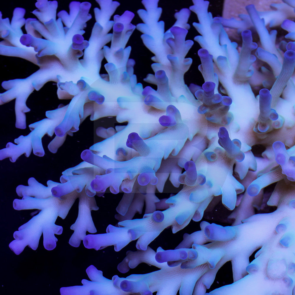 Acanthastrea echinata