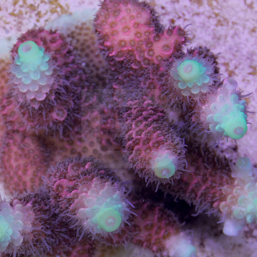 Acropora millepora
