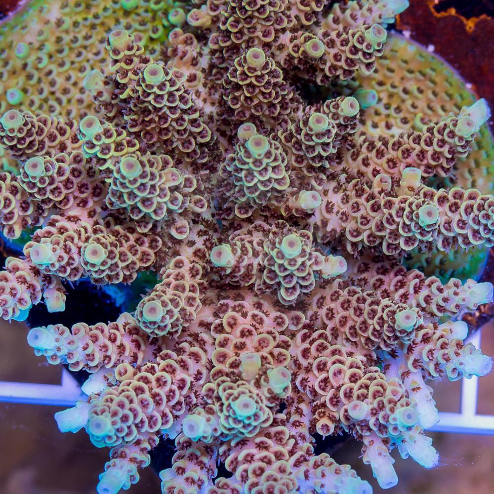 Acropora millepora