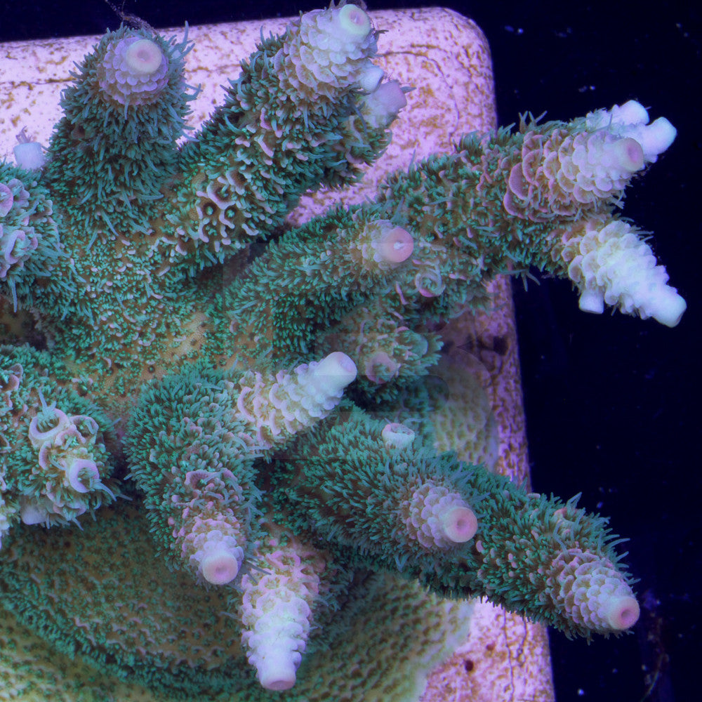 Acropora millepora