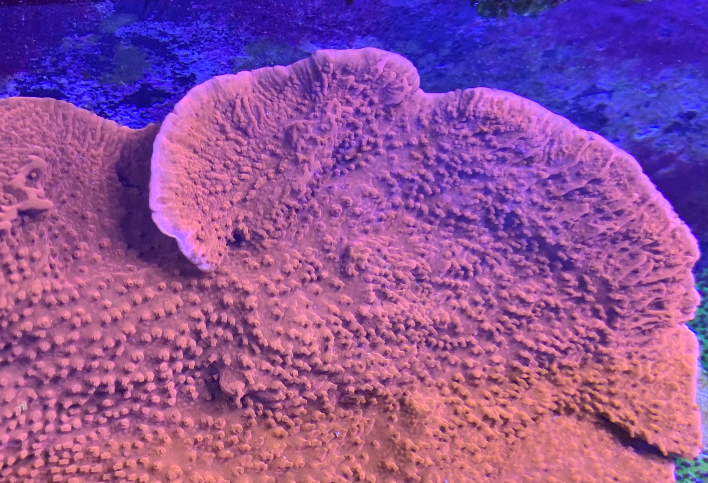 SPS - Booms Orange/Red Montipora Capricornis