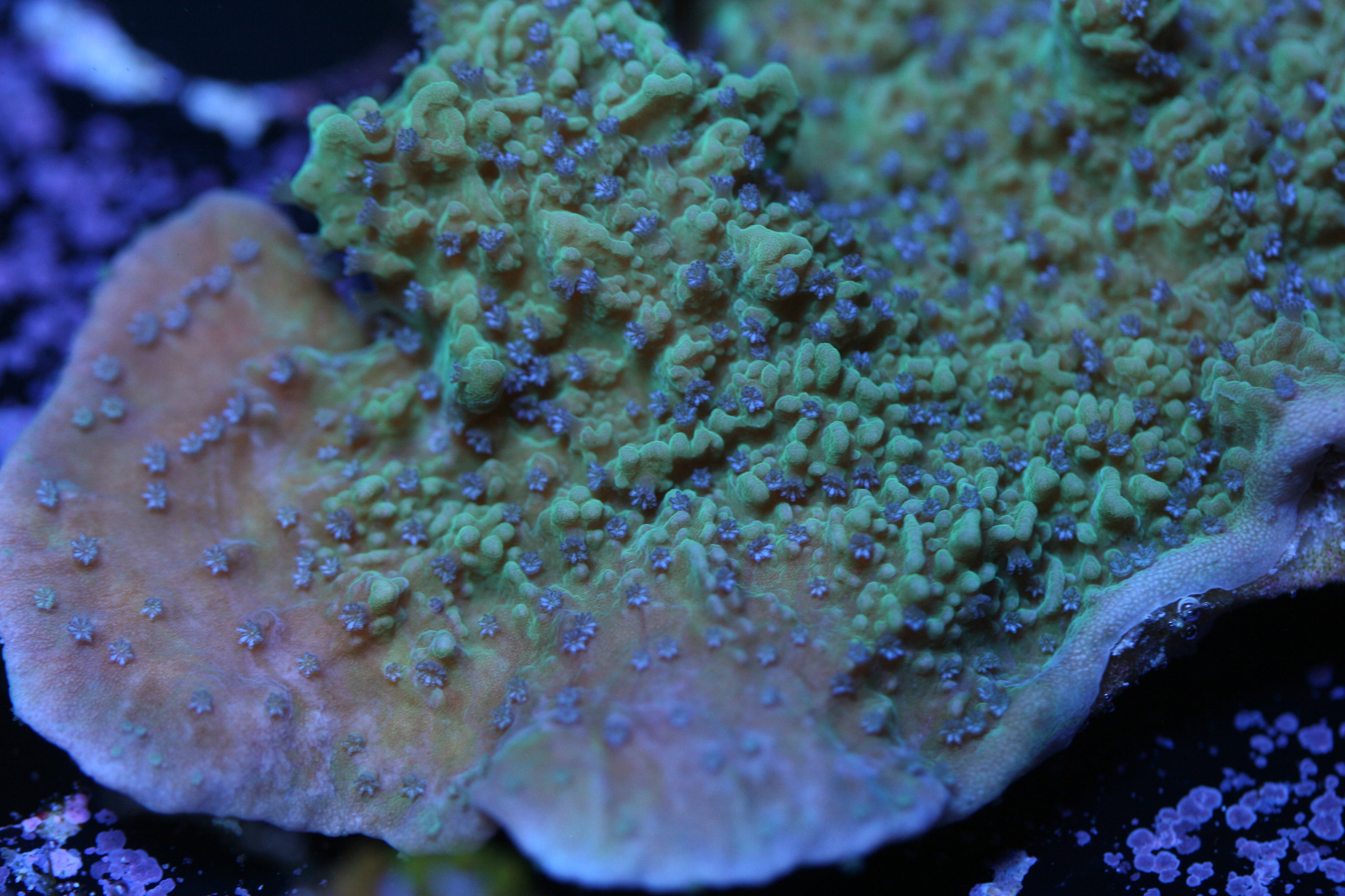 SPS - Booms Blue Polyp Montipora Capricornis