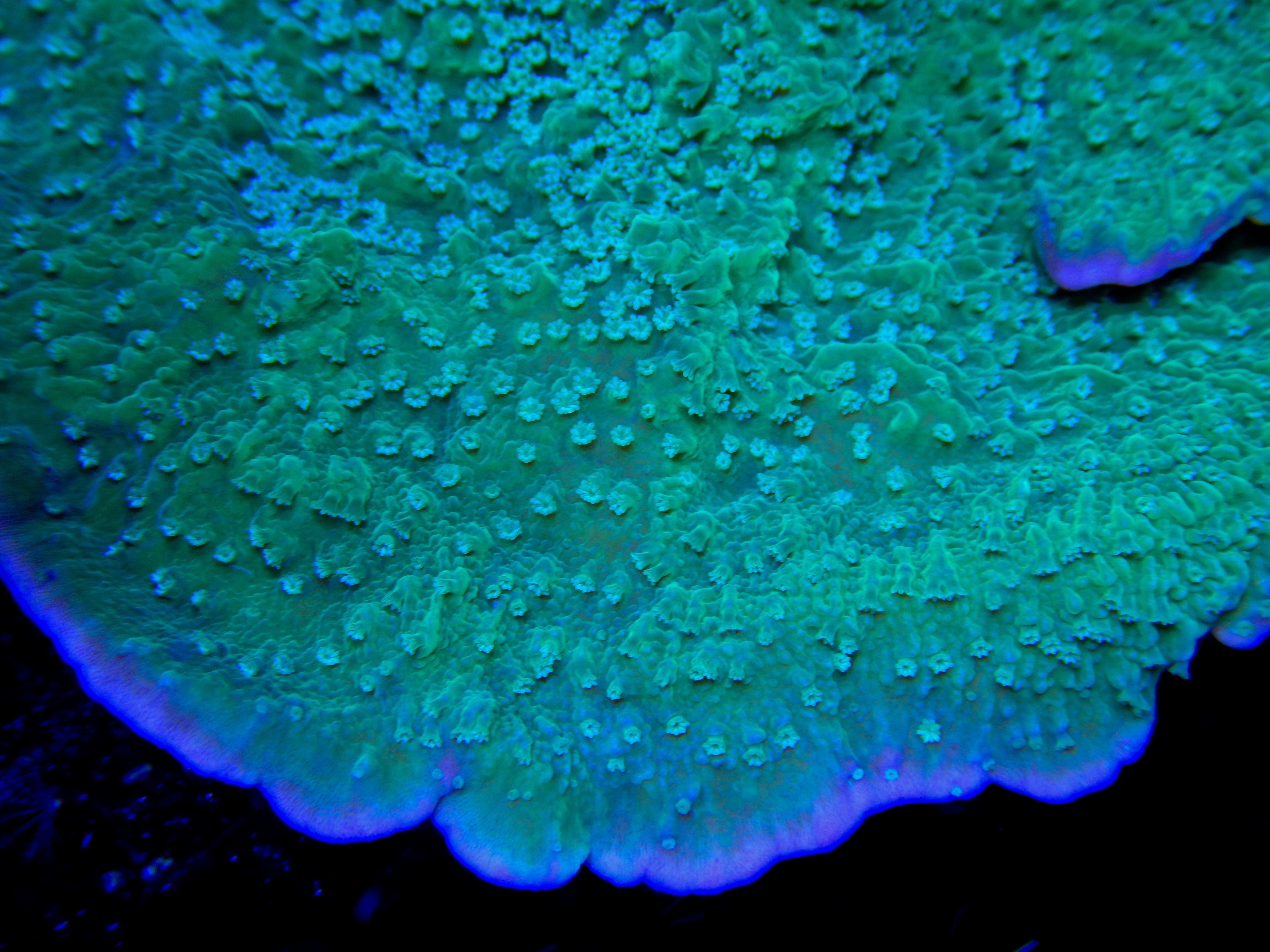 SPS - Leng Sy Purple Rim Montipora Capricornis