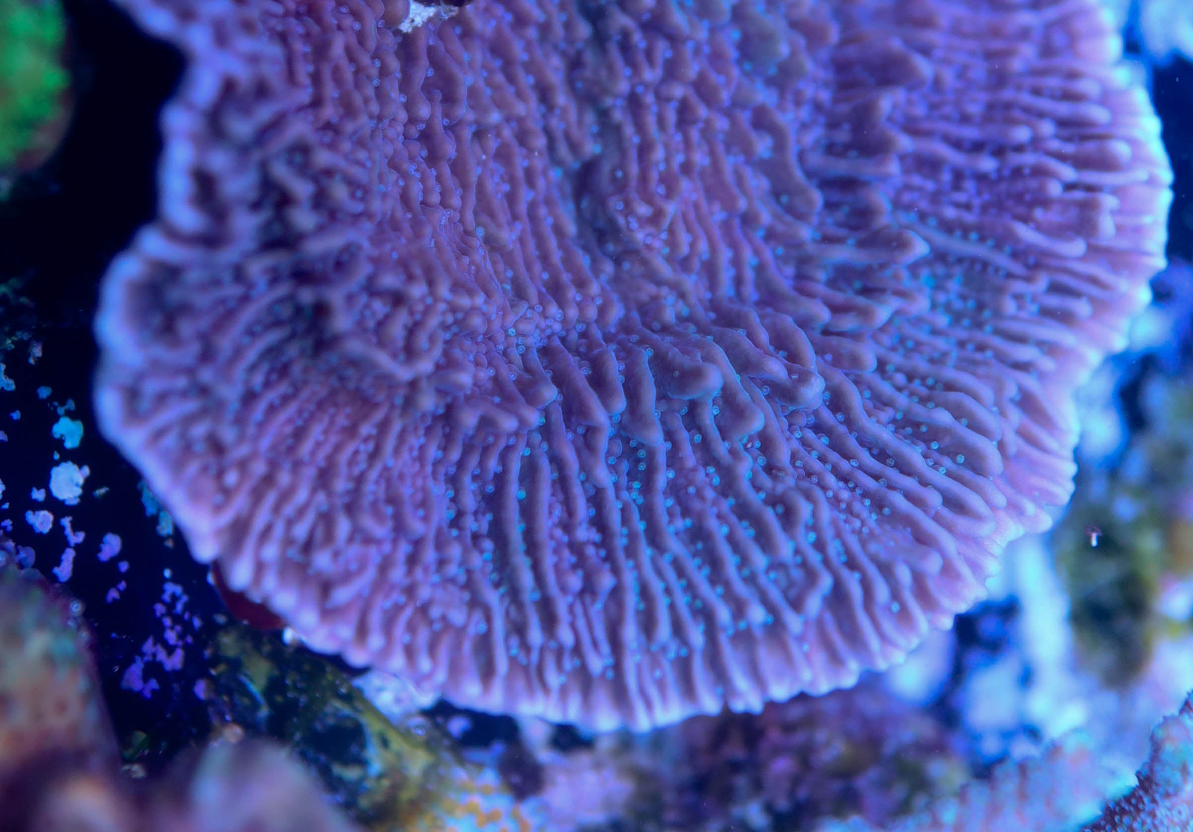 SPS - Idaho Grape Montipora Capricornis