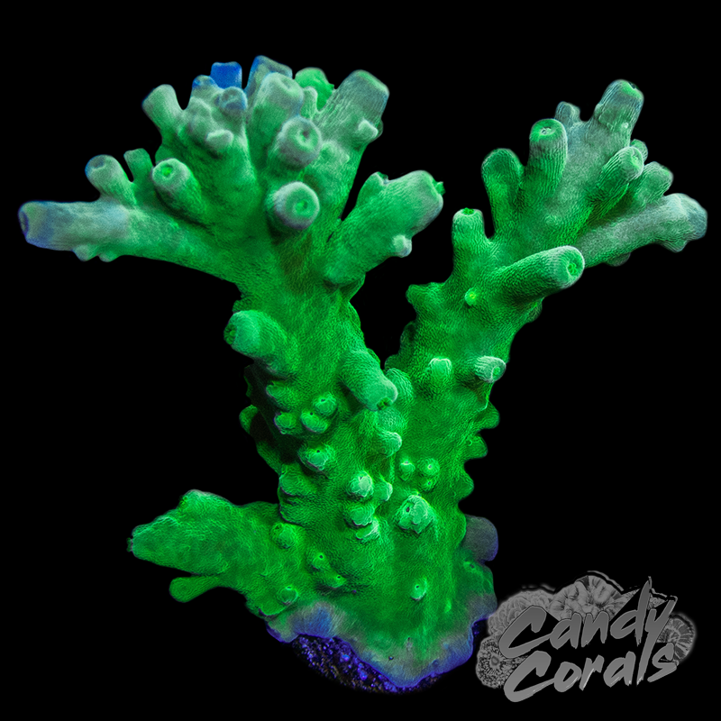 Green Tort Acropora Tortuosa Frag A82