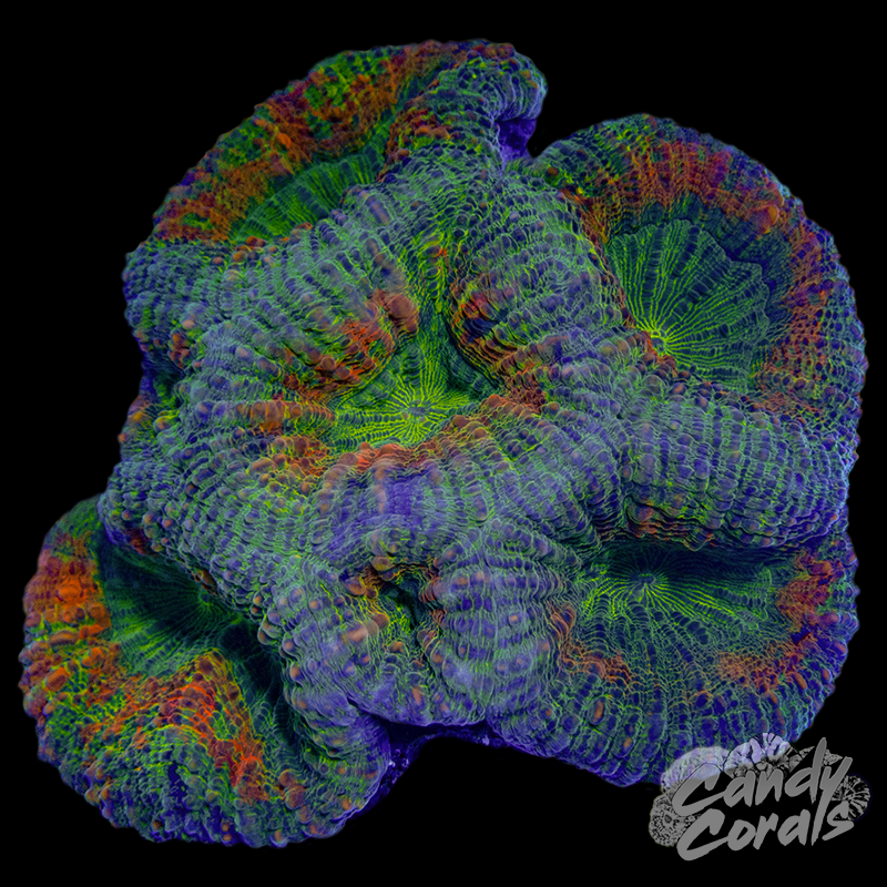 Rainbow Lobophyllia WYSIWYG 92