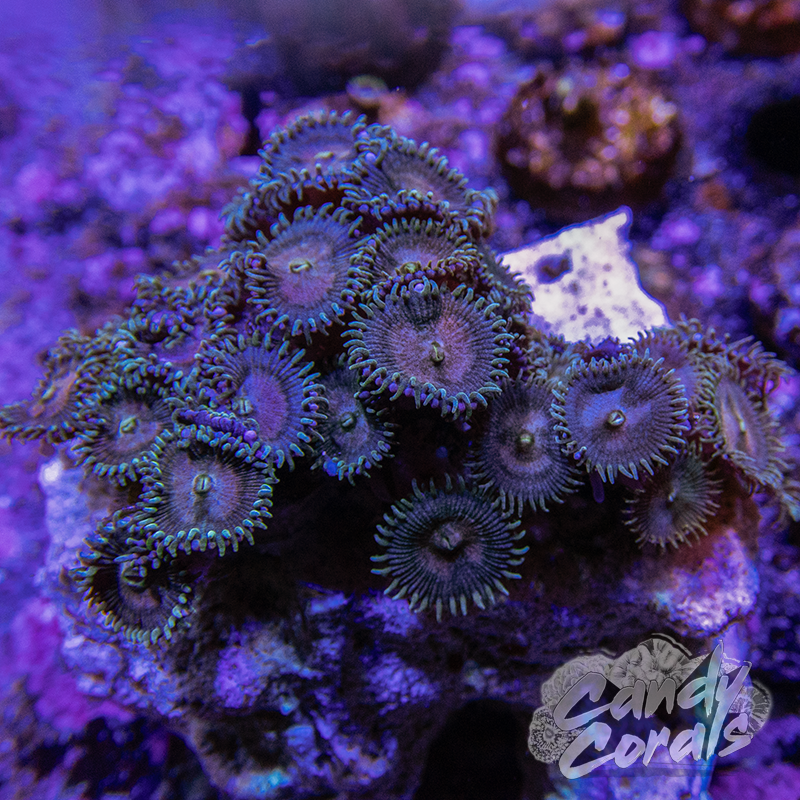 Small Blue Palythoa Colony