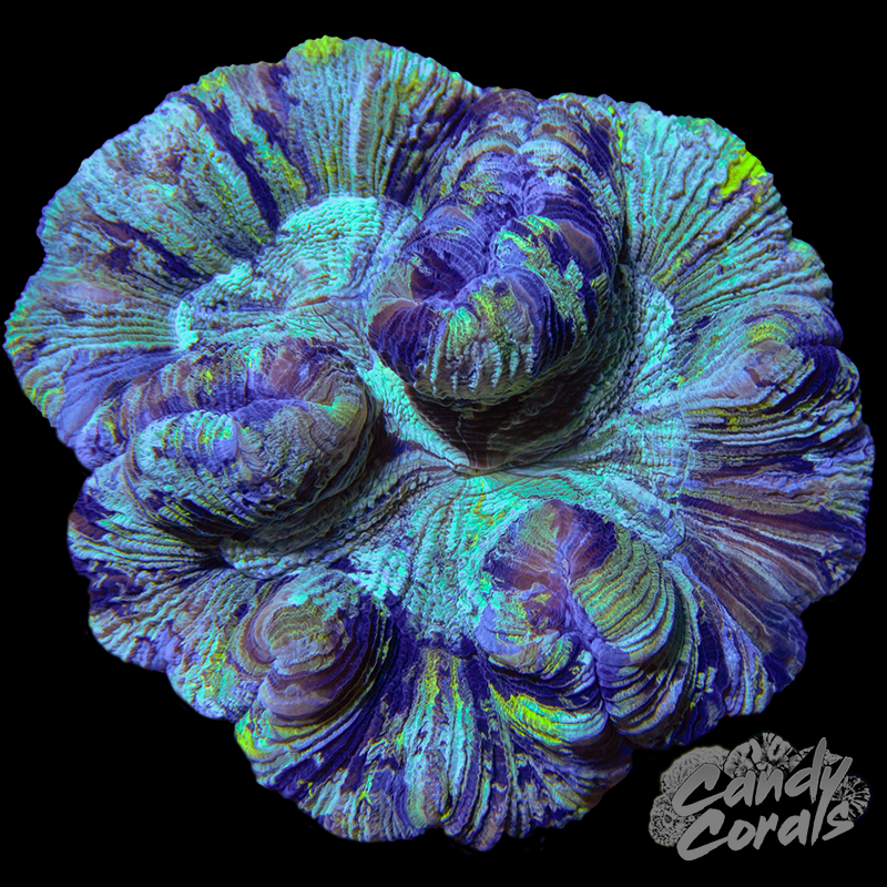 Trachyphyllia WYSIWYG 25