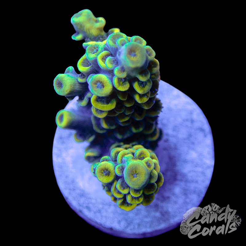 Yellow Acropora Tenuis Frag