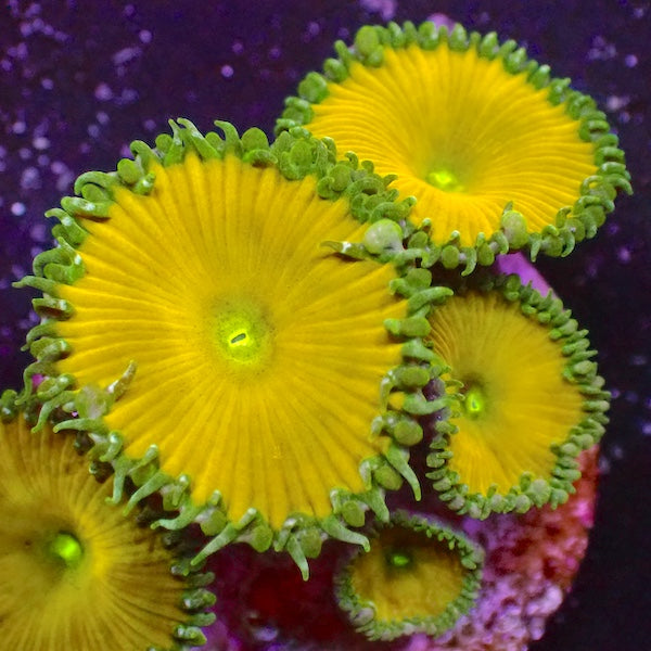Nuclear Yellow Palythoa 2 Polyps