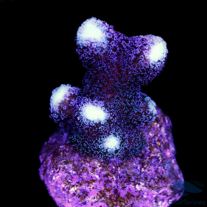 Stylophora Milka Frag Mini Colony