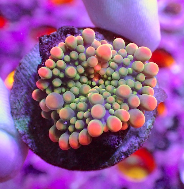 WYSIWYG 59 Orange Tip Ricordea yuma Polyp