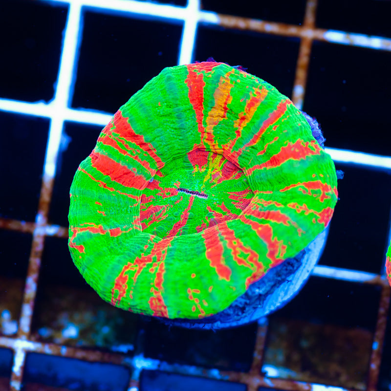 Aussie Ultra Bleeding Apple Scolymia #1