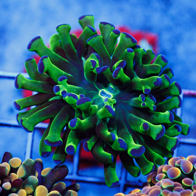 Euphyllia