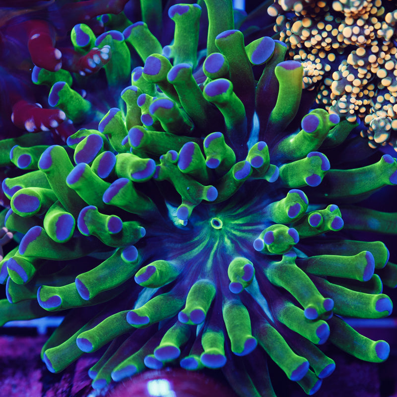 Euphyllia