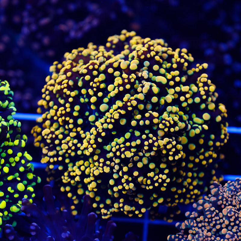 Euphyllia paradivisa